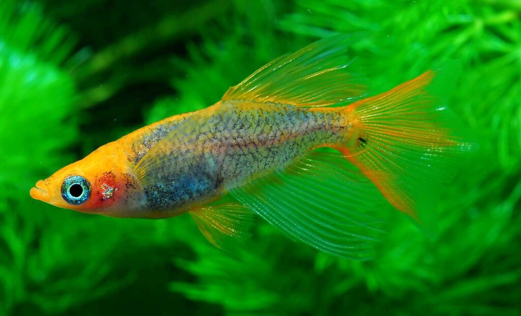横46　風月×飛燕系リアルロングフィン